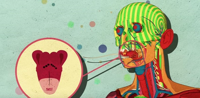 What happens to your brain when you eat sugar -VIDEO